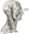 Нервы скальпа, лица и боковой части шеи.