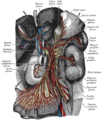 Брюшной нервный узел с симпатическими сплетениями органов брюшной полости, расходящихся от него