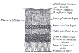 Сечение сетчатки. (Ганглионарный слой обозначен справа, четвёртый сверху).