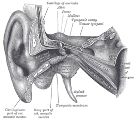 Наружное и среднее ухо человека (фронтальный разрез, правая сторона)
