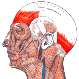 Изображение из учебника «Анатомия Грея»; надчерепная мышца выделена красным