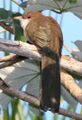 Great Lizard-cuckoo (Coccyzus merlini), cropped.jpg