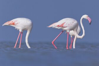 Greater Flamingo 3 at kutch.jpg