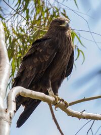 Greater spotted eagle