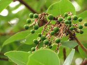 Green pea like berry growth on tree branch.jpg