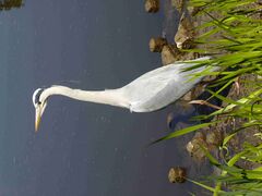 Серая цапля (Ardea cinerea)