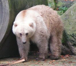 Гибрид белого и бурого медведя в Оснабрюкском зоопарке[en]