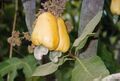 Американский орех или Кешью (Anacardium occidentale)