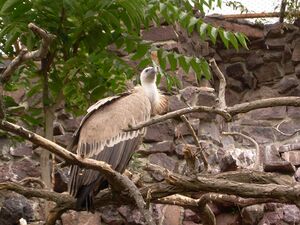 Gyps fulvus engl. Griffon Vulture, dt. Gänsegeier.JPG