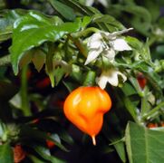 Плод Habanero с цветками