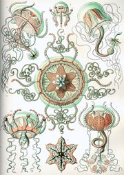 Haeckel Trachomedusae.jpg