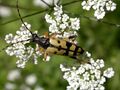 Leptura maculata Poda, 1761