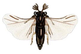 Halictophagus schwarzi (Halictophagidae)