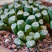 Haworthia truncata var. maughanii