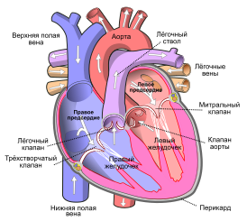 Передний вид открытого сердца. Белые стрелки указывают нормальный ток крови. Лёгочная артерия (лёгочной ствол) помечена в верхнем правом углу.