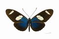 Heliconius sara Heliconiinae