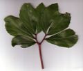 Пальчатолопастной лист Helleborus niger
