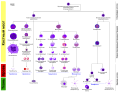 Диаграмма дифференцировки гемопоэтических клеток