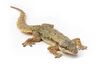Hemidactylus platyurus (Flat-tailed House Gecko) on white background, focus stacking.jpg