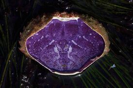 Внутренняя поверхность панциря краба Cancer productus окрашена гемоцианином в фиолетовый цвет