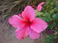 Hibiscus-rosa-sinensis-20080401.JPG