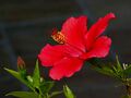 Hibiscus rosa-sinensis2 43.jpg