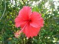 Hibiscus rosa-sinensis red cultivar, Indonesia - 20070326.jpg