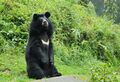 Гималайский медведь
