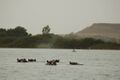 Бегемоты в реке Нигер