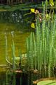 Хвостник обыкновенный (Hippuris vulgaris) с мутовчатым расположением листьев