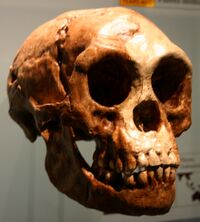 Homo floresiensis.jpg