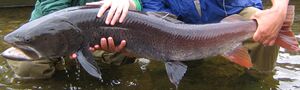 Hucho taimen June 2007 Uur River.jpg