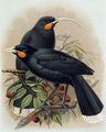 Гуйя из A History of the Birds of New Zealand, 1888