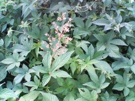 Humulus japonicus