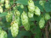 Humulus lupulus.jpg