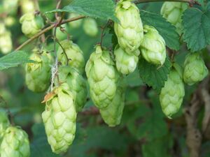 Humulus lupulus.jpg