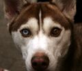 Полная гетерохромия у собаки: голубой глаз и карий глаз.