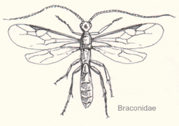 Braconidae