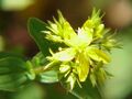 Hypericum elegans