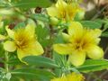 Hypericum kalmianum