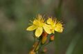 Hypericum pulchrum