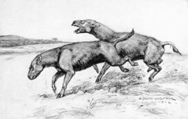 Hyracodon nebraskensis