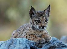 Iberian Lynx cub 12.jpg