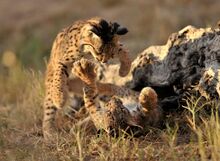 Iberian Lynx cub fight.jpg