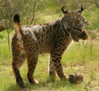 Iberian Lynx eating bird.jpg