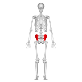 Подвздошные кости в скелете человека