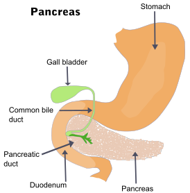 Illu pancrease.svg