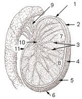 Поперечное сечение семенника