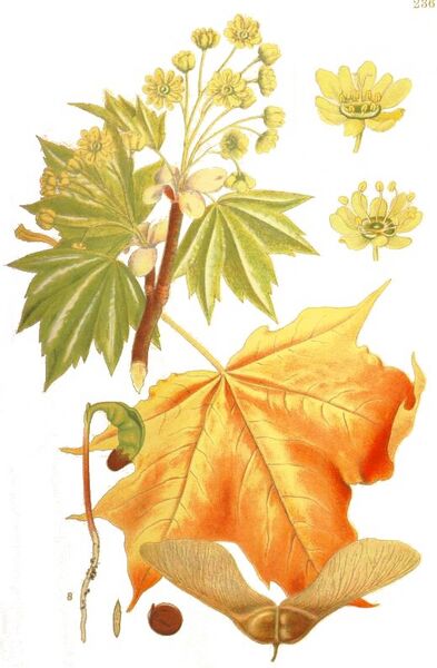 Ботаническая иллюстрация из книги К. А. М. Линдмана Bilder ur Nordens Flora, 1917—1926