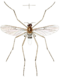 Imago of Blepharicera fasciata as Asthenia fasciata in Westwood 1842, plate 94.png